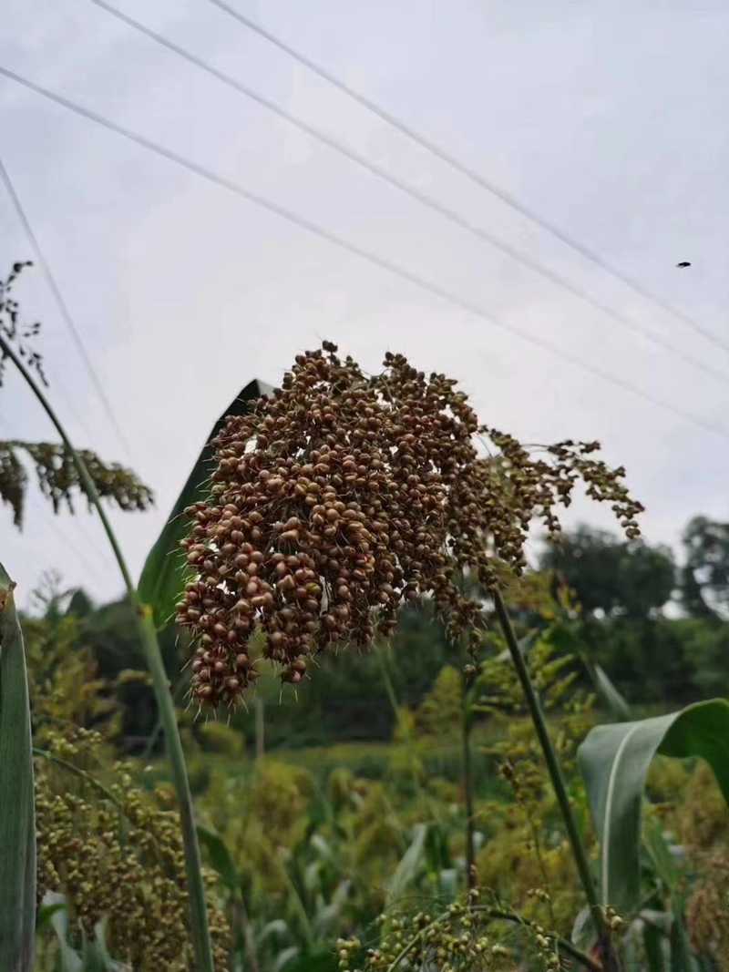 高粱1.jpg 高粱1.jpg