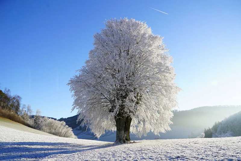 酒中情，雪中夢(mèng)。.jpg