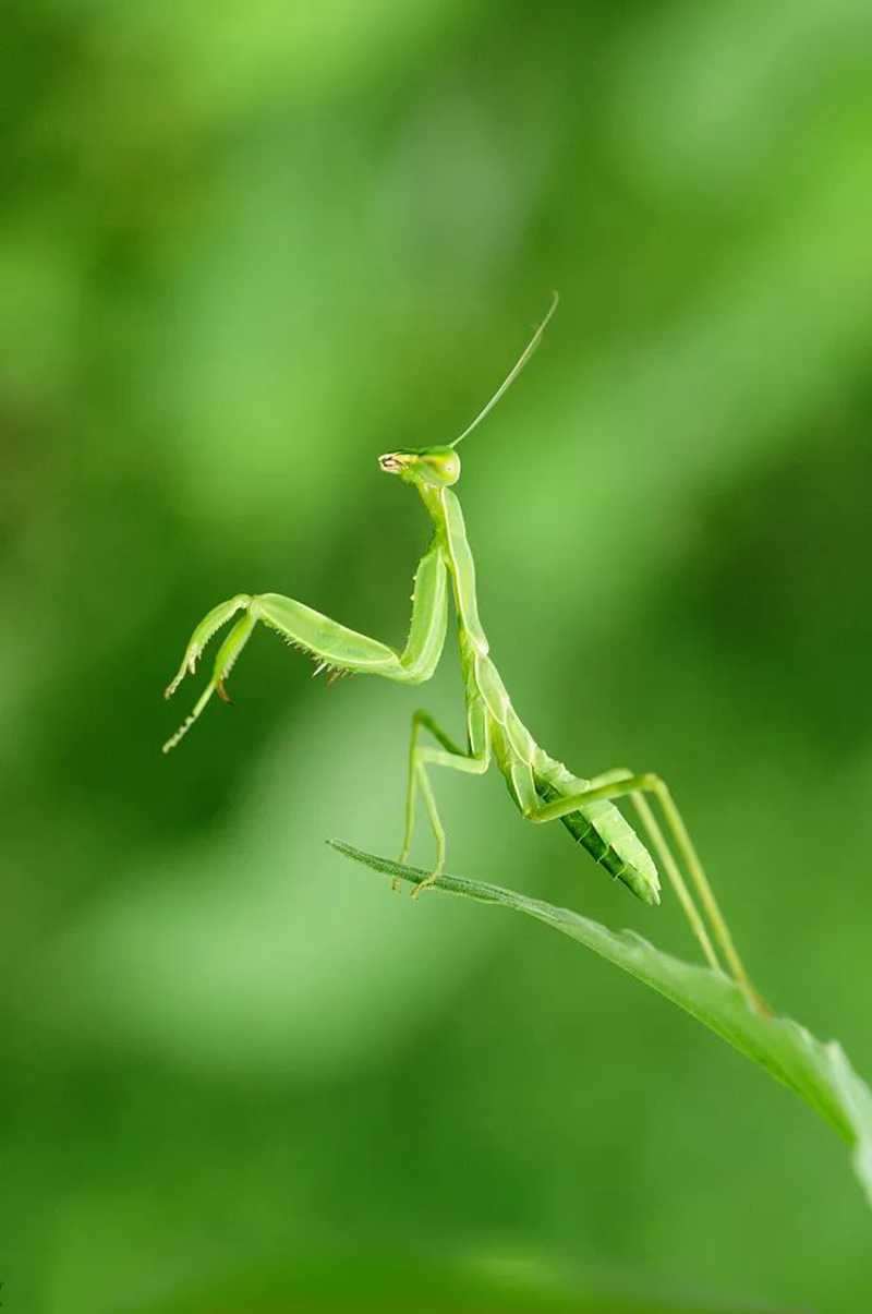 螳螂 芒種.jpg 螳螂 芒種.jpg
