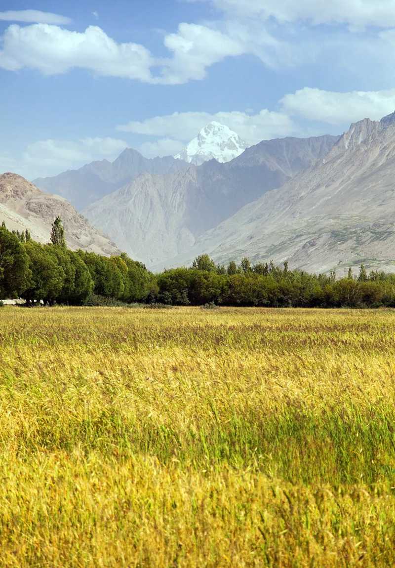 芒種111.jpg 芒種111.jpg