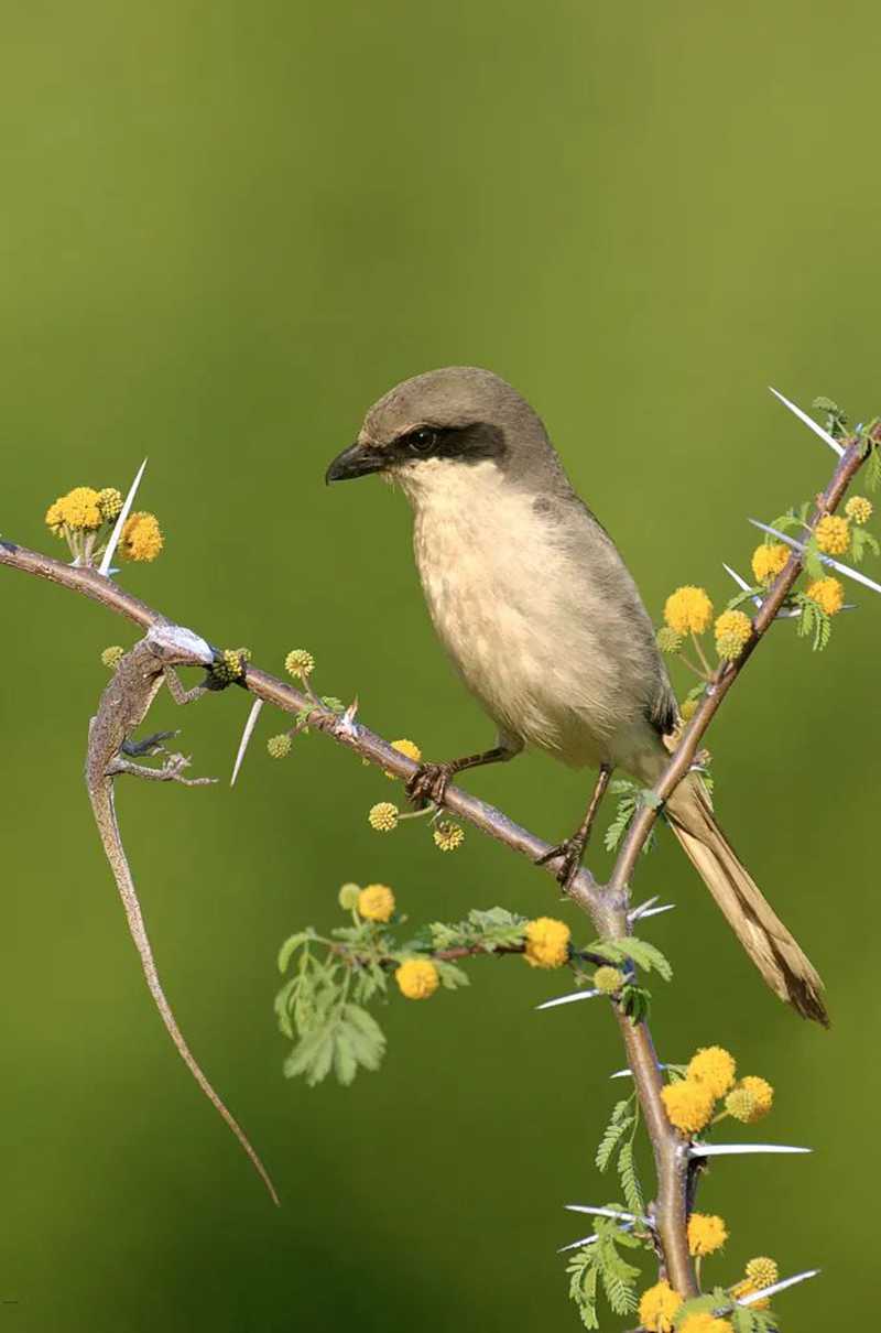 芒種113.jpg 芒種113.jpg