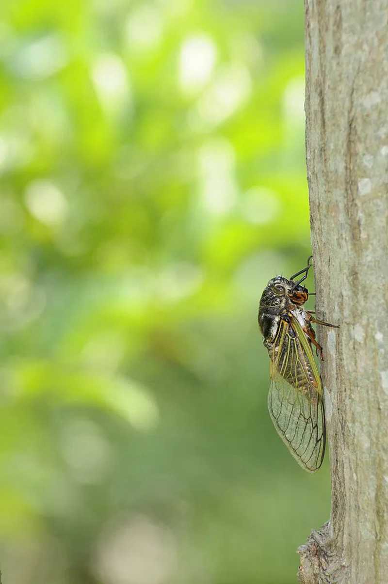 蟬鳴.jpg 蟬鳴.jpg