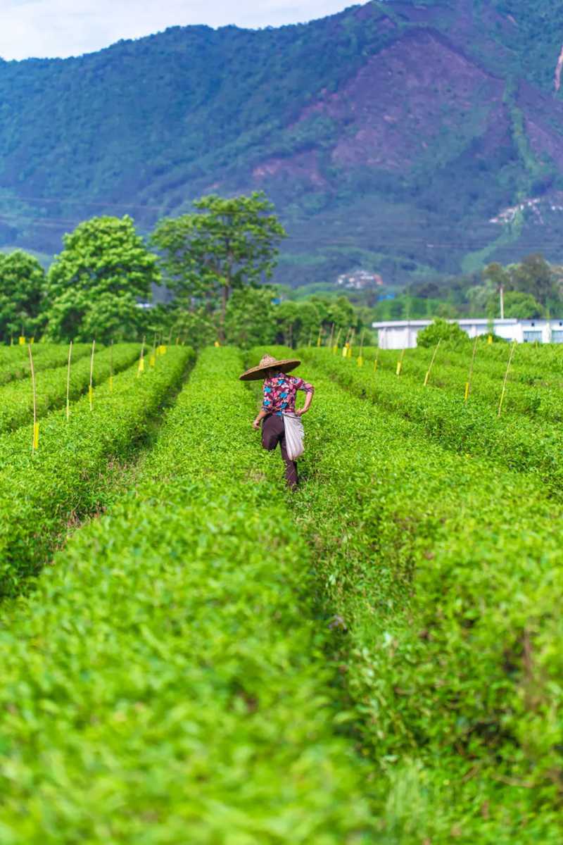 海宇同芒種.jpg 海宇同芒種.jpg