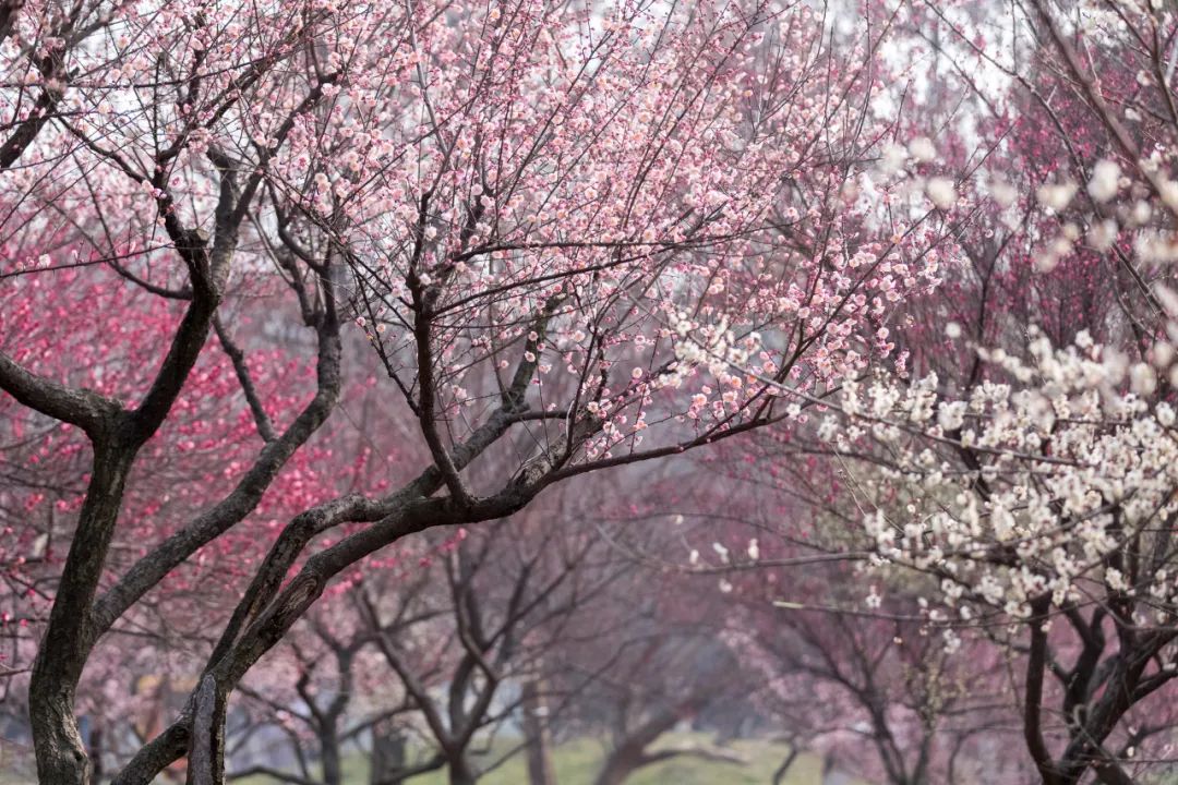 時光匆匆，花開花落.jpg
