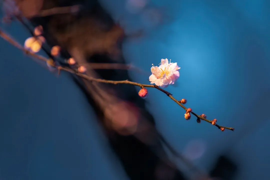 疏影黃昏，香滿東風(fēng)月一痕.jpg