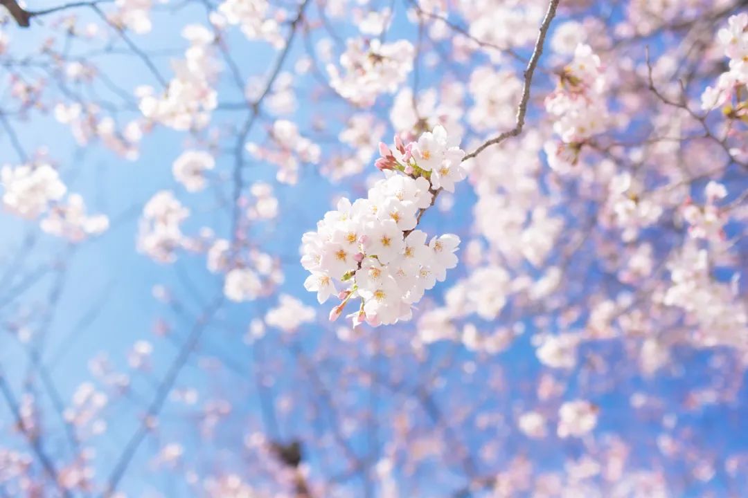 春日之時(shí)，忙著賞春.jpg