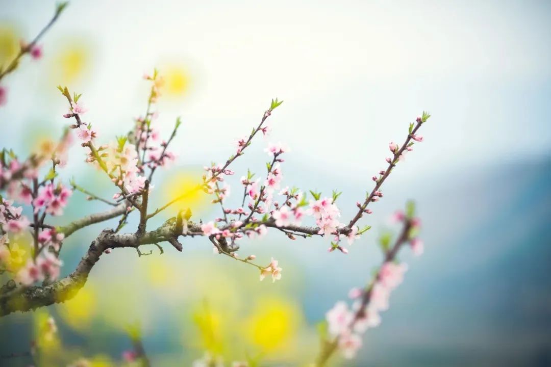 花開不同賞，花落不同悲。.jpg