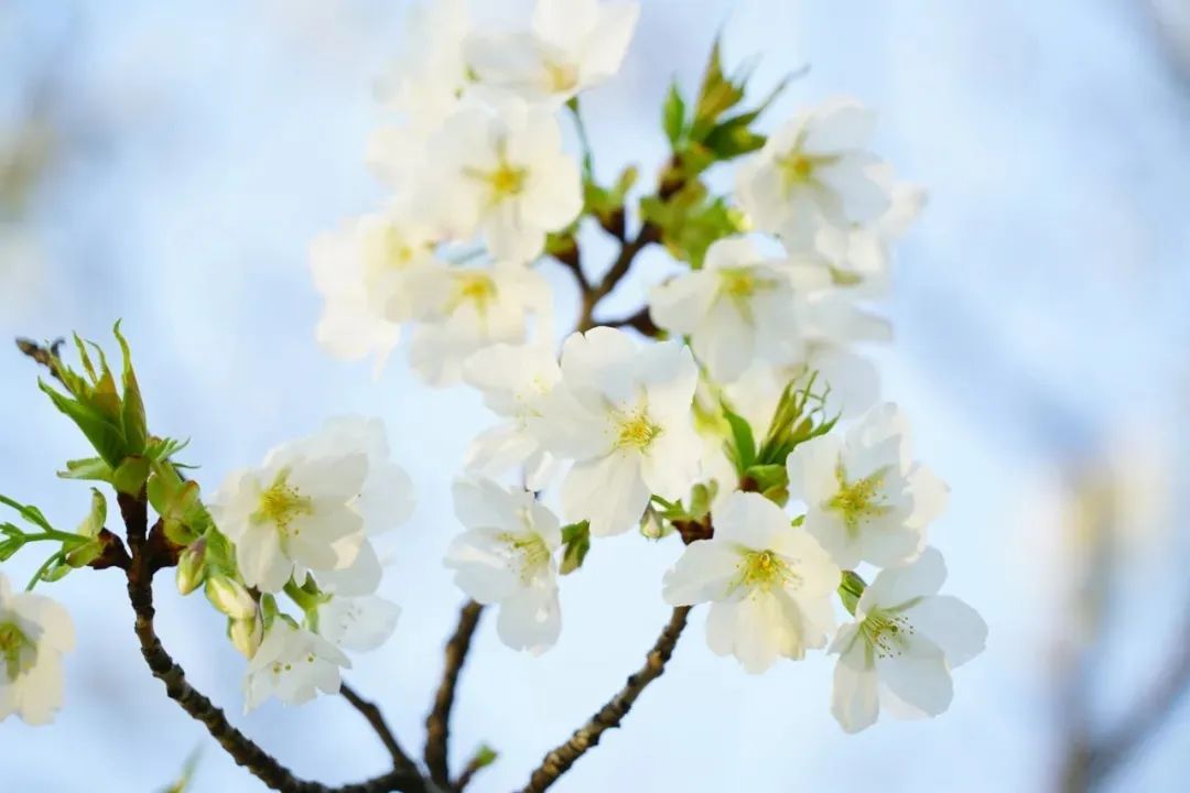 長江悲已滯，萬里念將歸。.jpg
