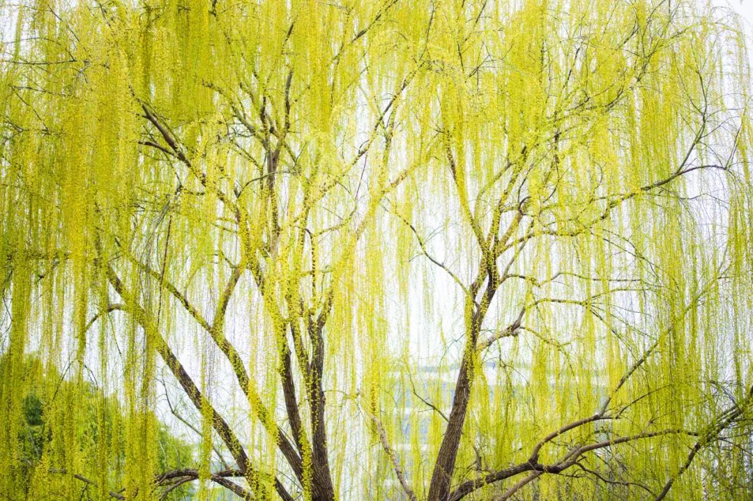 新柳鵝兒黃，猶如初戀，若有若無(wú)，欲說(shuō)還休.jpg