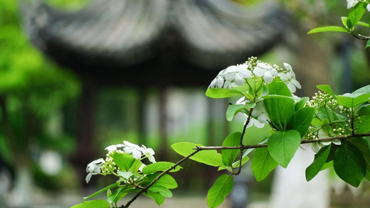 夏天，有一個(gè)院子1.jpg