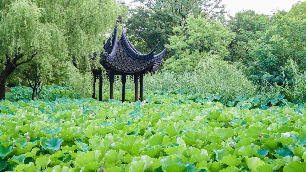 夏風中，有“獨屬于夏日”的生氣2.jpg