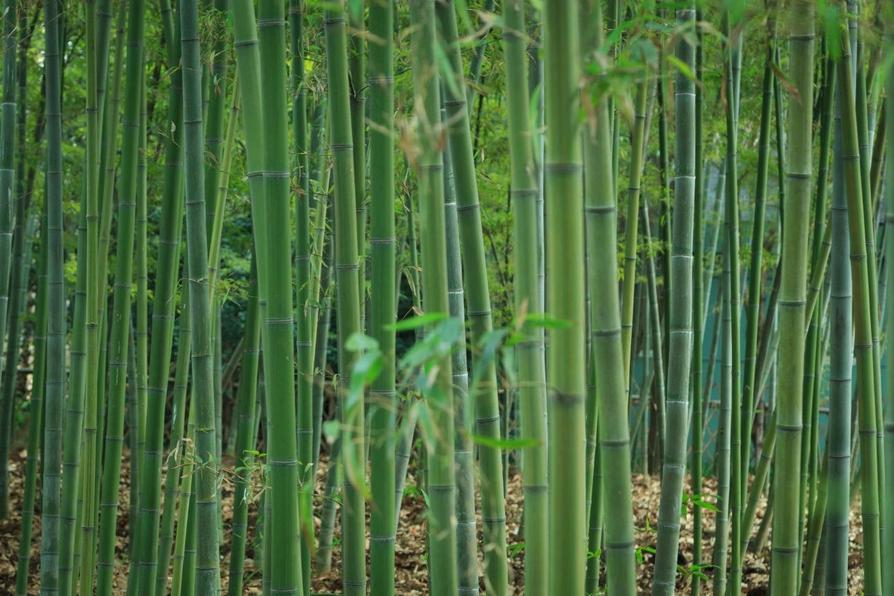 夏風中，有“獨屬于夏日”的生氣3.jpg